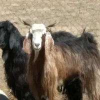 ۲ عدد بز چاق