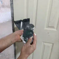 کبوتر