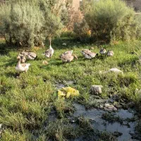 با سلام خدمت دوستان ۹غاز