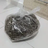 چای کوهی