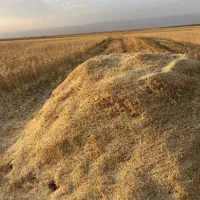 کاه گندم و جو دیم سرزمین درجه گوسفندی