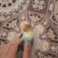 جوجه کوتوله یک ماهه دستی