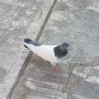 کبوتر