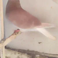 سه عدد دم سفید نر