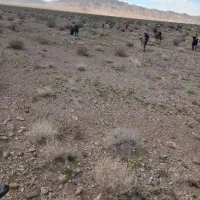 شیر بز محلی ب فروش میرسد