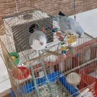 طوطی راهب آبی روشن