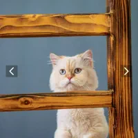 گربه جهت جفت گیری