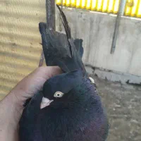 ۱ عدد کفتر زاغ قیمت ۵۰۰تومن یک کلام