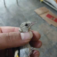 جوجه سهره استان فارسی دوتا ناخن سفید