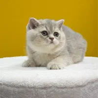 بازارچه گربه رنک خاص و خفن