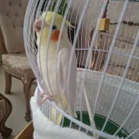 عروس هلندی با قفس