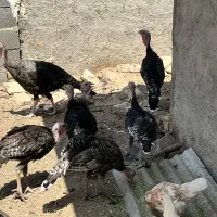 بوقلمون