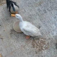 یه جفت اردک
