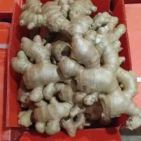 زنجبیل چینی بار تازه