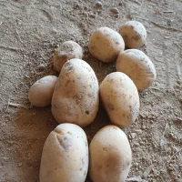 سیب زمینی