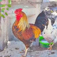 خروس چهل تاج