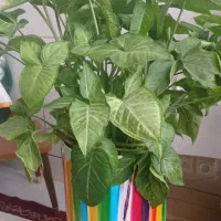 گل اپارتمانی
