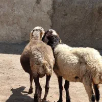 دوتا گوسفند میش پول دوتا بره شیر خوار