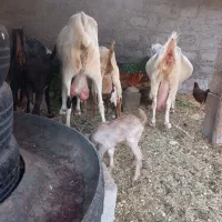 فروش بز