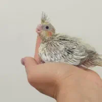 جوجه عروس هلندی نرمخور،دونخور،