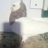 فروش دورنگ