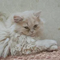 گربه|گربه|قزوین, |دیوار