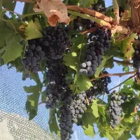 انگور ترکمن۴