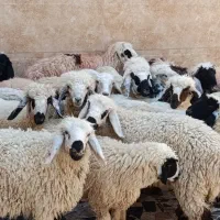 گوسفند نر دمخونگی