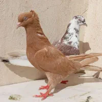 کبوتر