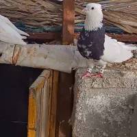 کبوتر.پرنده