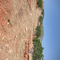 اجاره ۴۰۰ تا درخت انجیر ۱۵ ساله