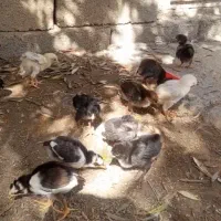 جوجه لاری یک ماهه اندام دار