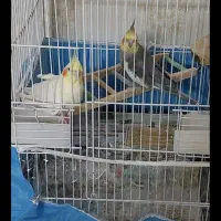 عروس هلندی