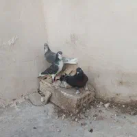شهری