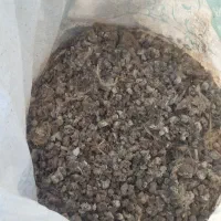 کود بلدرچین