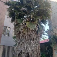 نخل ۸متری بسیار زیبا