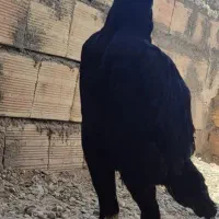لاری اوشامو