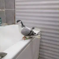 کفتر ساده سبز