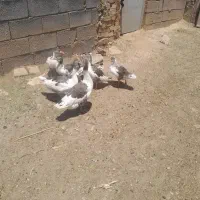 غاز|حیوانات مزرعه|همدان, |دیوار