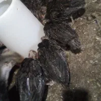 فروش جوجه بوقلمون ۴۵روزه