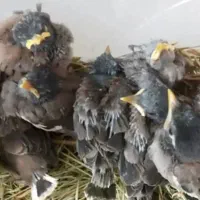 خریدار یا فروش جوجه مینا تک و تعداد