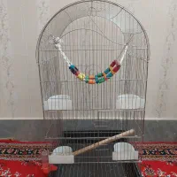 قفس عروس هلندی، طوطی و...