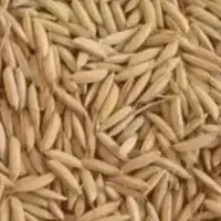 چلتوک برنج طارم