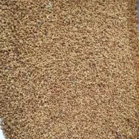 بذر یونجه (تخم یونجه)