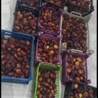 شیرین انجیر عمده