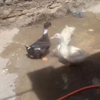 فروش اوردک
