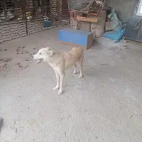 سگ نگهبان یک ساله