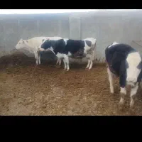 نوبر دو عدد