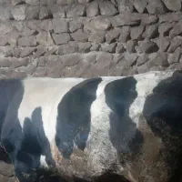 گوساله سمینتال