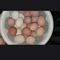 تخم اردک و تخم مرغ محلی کاملا تمیز